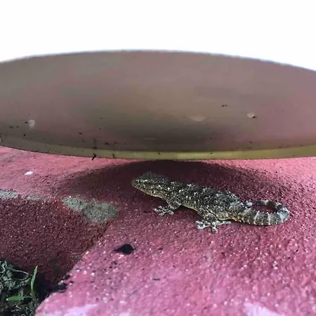 Le Nid… Ecrin Entre Et Foret アパート *